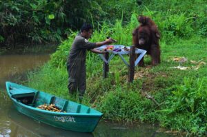balikpapan orangutan tour