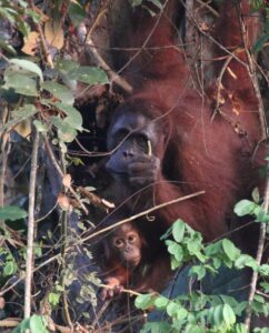 orangutan kutai national park