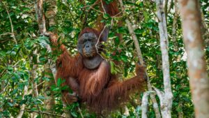 orangutan at tanjung puting national park