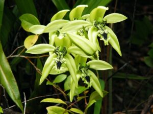 black orchid, borneo round trip