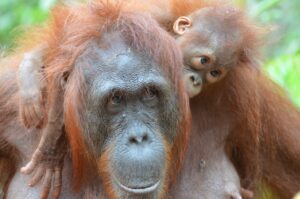 borneo round trip highlights