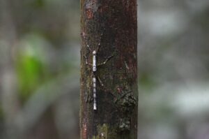 insect at wain river forest