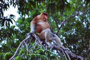 proboscis monkey