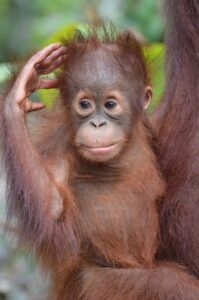 orangutan tanjung puting national park