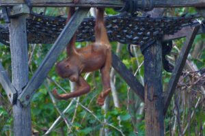 orangutan at samboja lodge