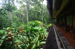 samboja lodge forest view