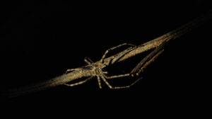 nocturnal at kutai national park