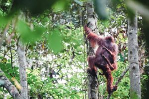 wild orangutan at kutai national park