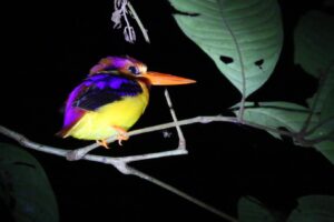 birds at kutai national park