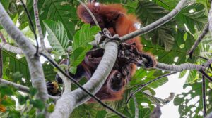 orangutan at kutai national park