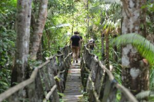 wain river forest