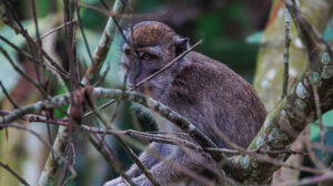 monkey at kutai national park
