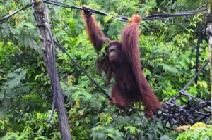 balikpapan orangutan