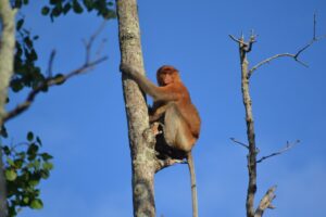 mangrove center balikpapan